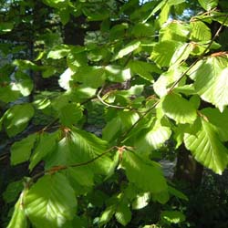 beech leaves