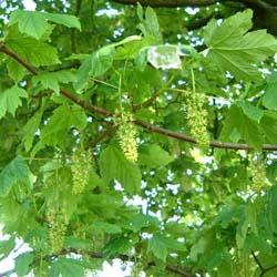 sycamore flowers