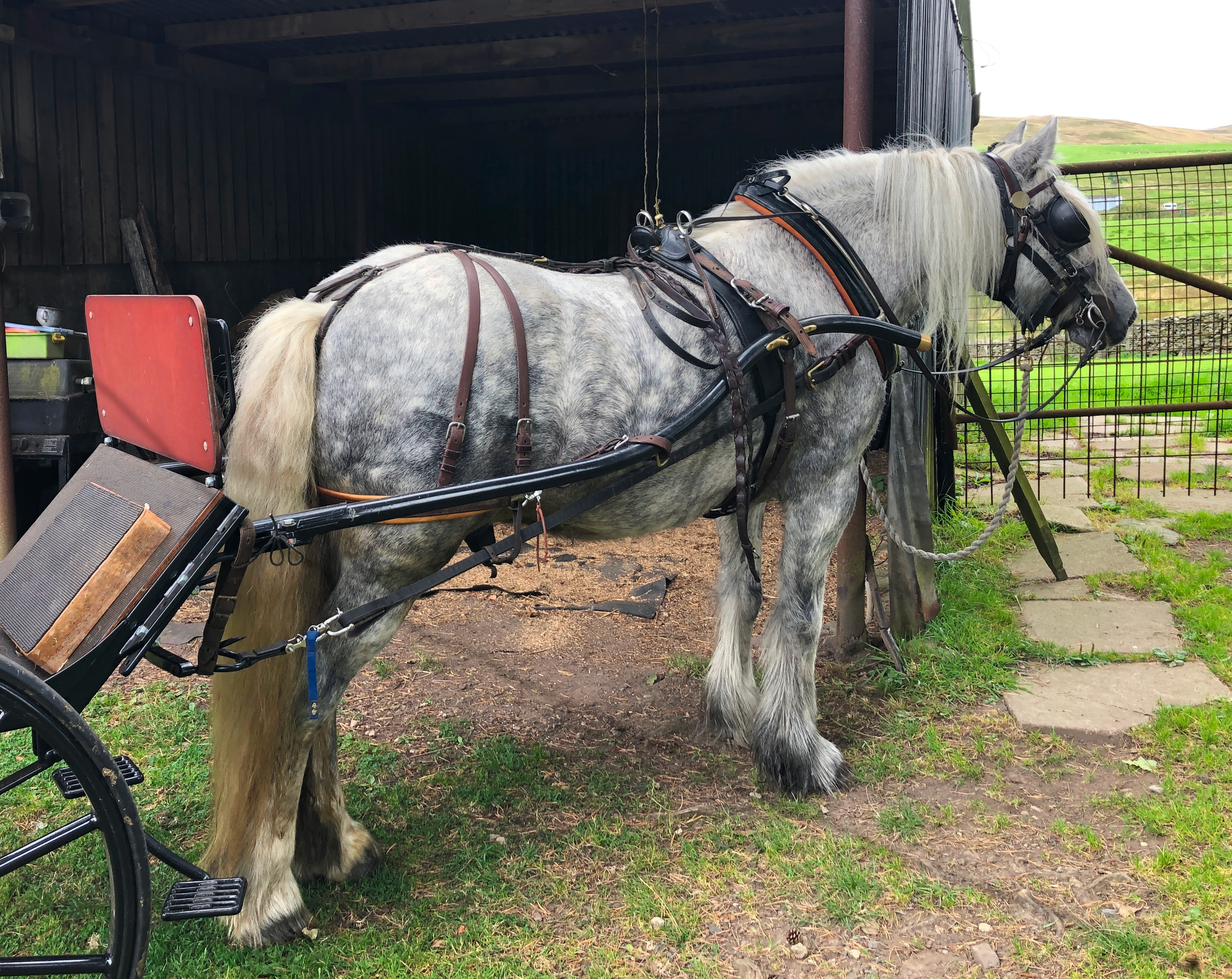 Grey pony in driving harness